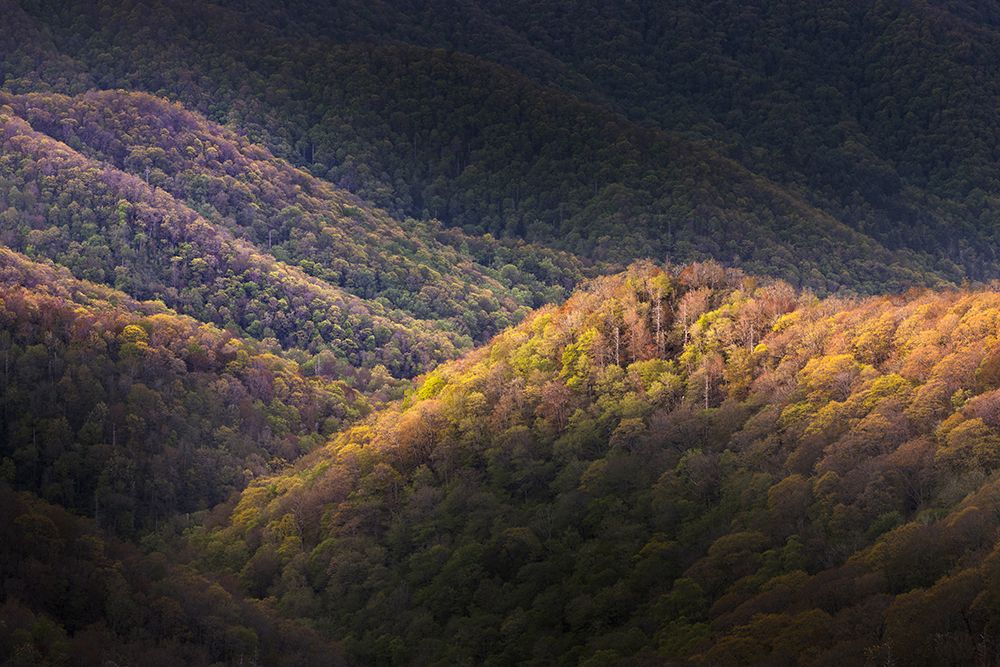 Spring foliage on mountain forest, Great Smoky Mountains National Park, Tennessee